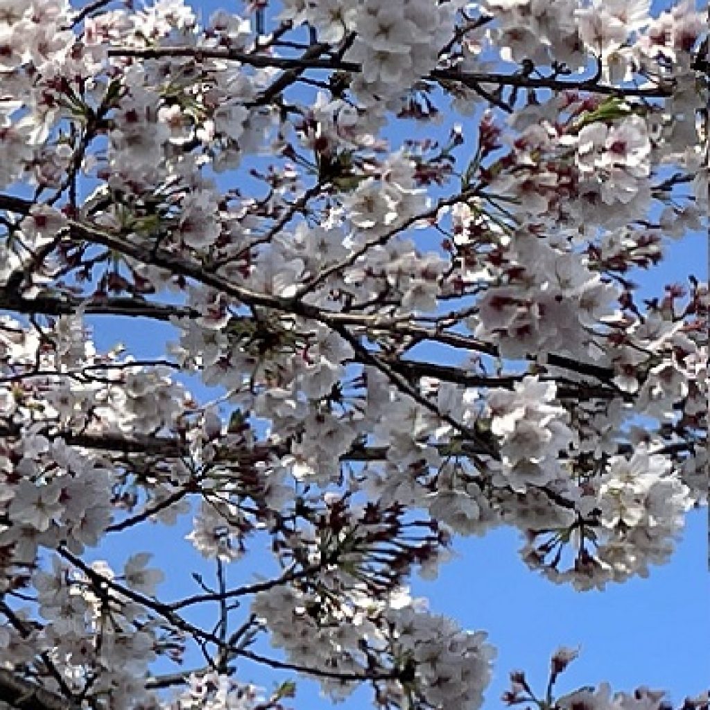 ４月です・桜です！