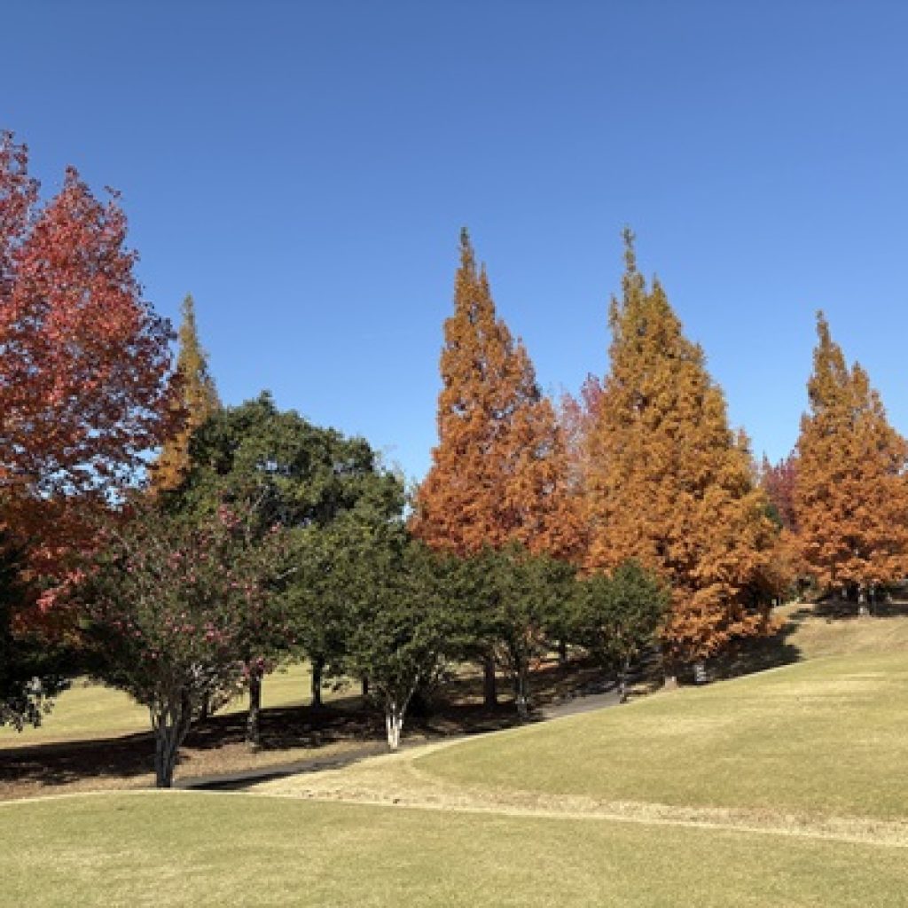 紅葉がきれいです!