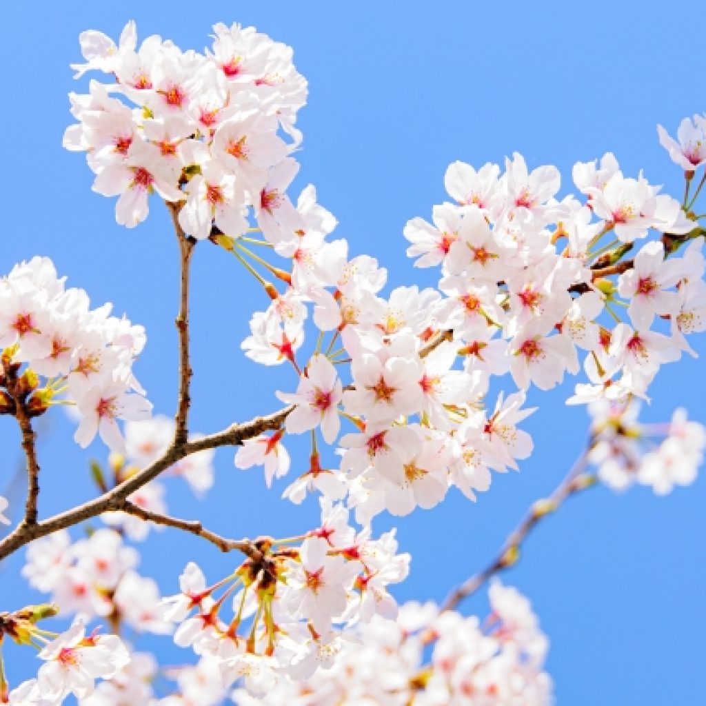 新年度がはじまります！