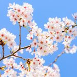 新年度がはじまります！